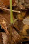 Virginia snakeroot